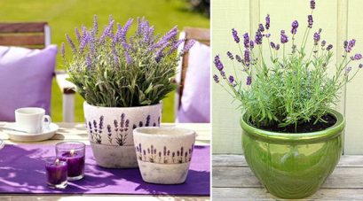 110627_Lavandula12_1514616427