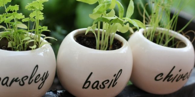 aromatika-fyta-sto-balkoni