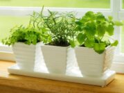 iStock-4787386_herbs-on-kitchen-windowsill_s4x3.jpg.rend_.hgtvcom.1280.960