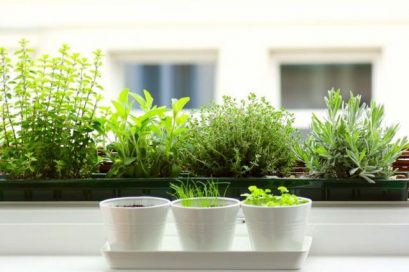 southern-windowsill-herb-garden-maidanosdendrolivanoriganivasilikosthimarimaidanos