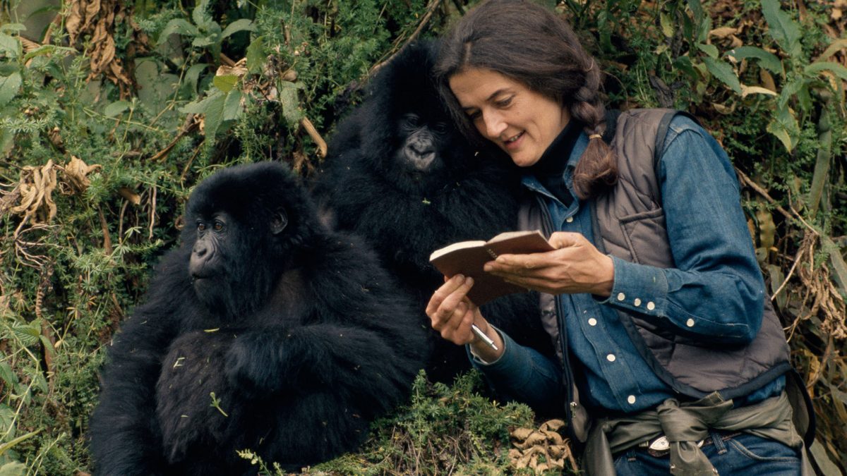 Dian Fossey in the wild with Mountain Gorillas. (photo credit: ROBERT I.M. CAMPBELL)