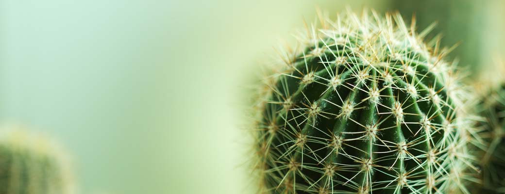 cactus-banner