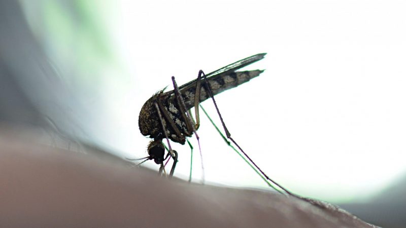 Παγκόσμια Ημέρα κατά των Κουνουπιών